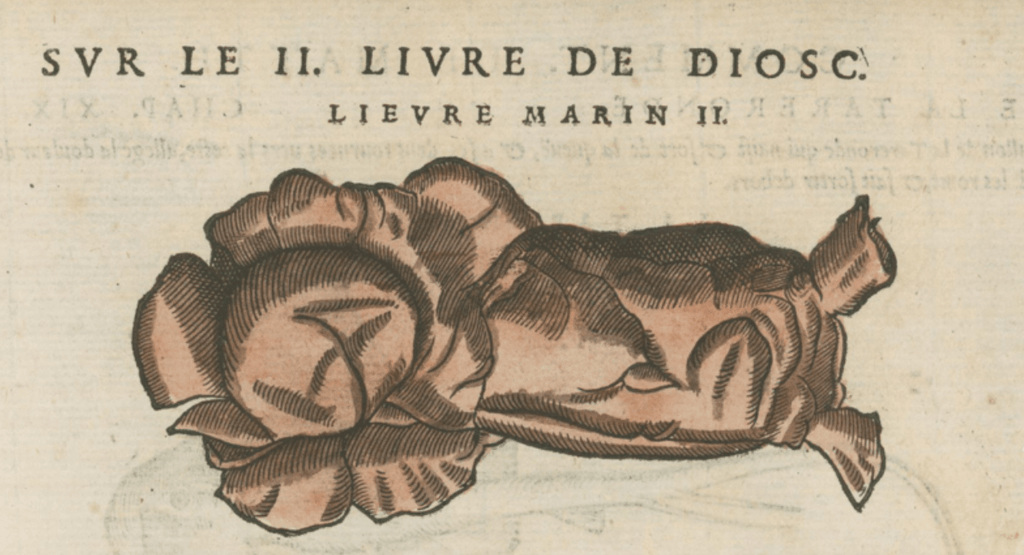 Matthioli’s Marine Zoology Set 10 - Page Suite (Lyon, 1572) - Lumenrare Antique Prints & Maps