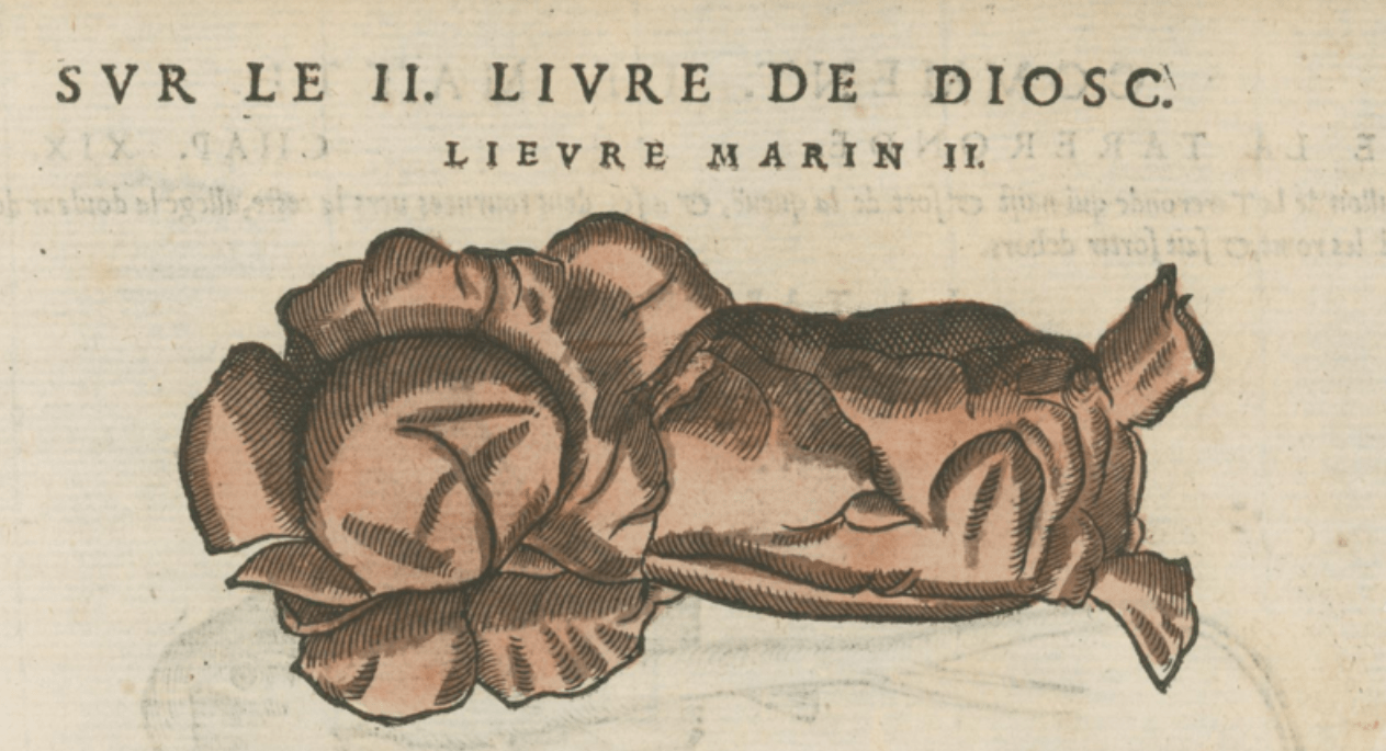 Matthioli’s Marine Zoology Set 10 - Page Suite (Lyon, 1572) - Lumenrare Antique Prints & Maps