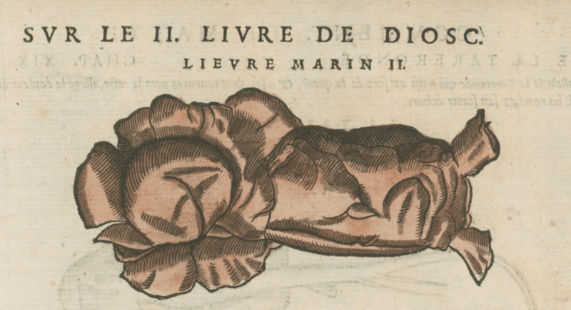 Matthioli’s Marine Zoology Set 10 - Page Suite (Lyon, 1572) - Lumenrare Antique Prints & Maps
