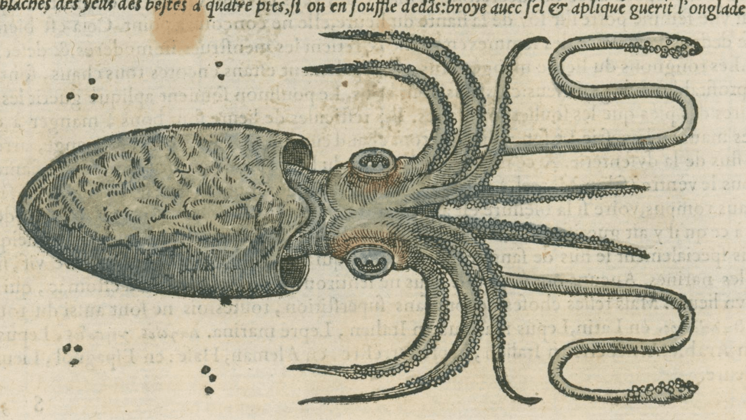 Matthioli’s Marine Zoology Set 10 - Page Suite (Lyon, 1572) - Lumenrare Antique Prints & Maps