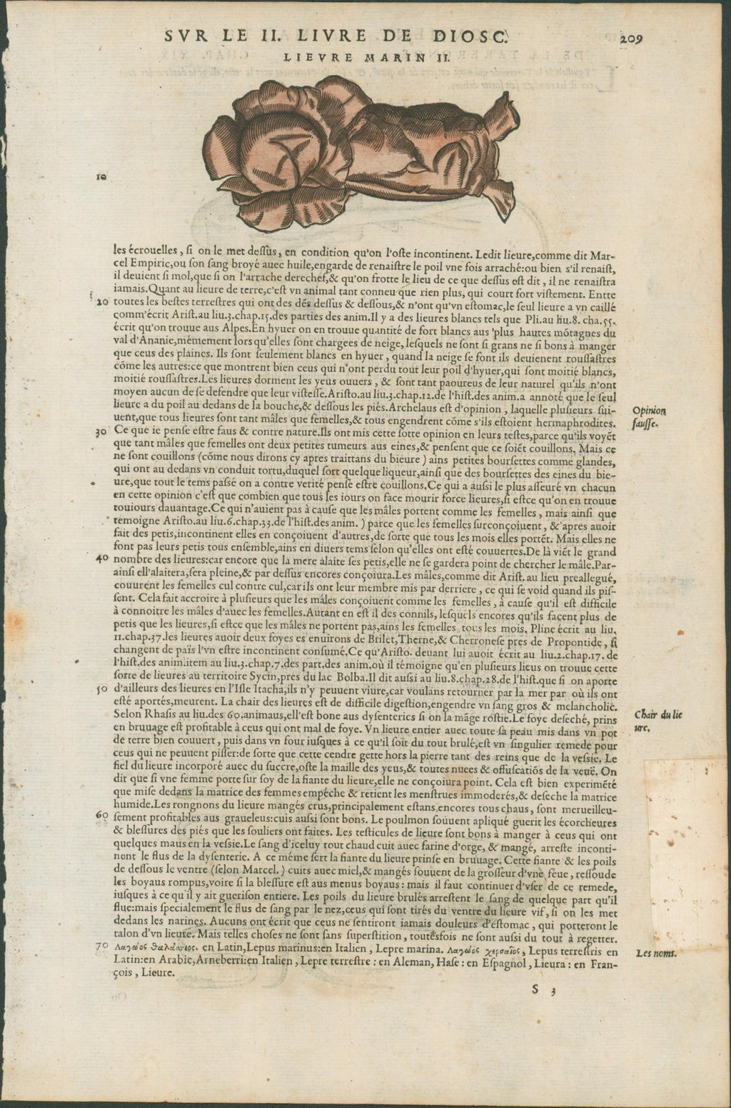 Matthioli’s Marine Zoology Set 10 - Page Suite (Lyon, 1572) - Lumenrare Antique Prints & Maps