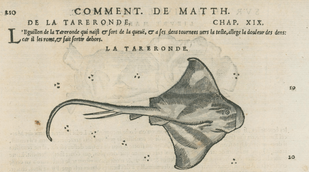 Matthioli’s Marine Zoology Set 10 - Page Suite (Lyon, 1572) - Lumenrare Antique Prints & Maps