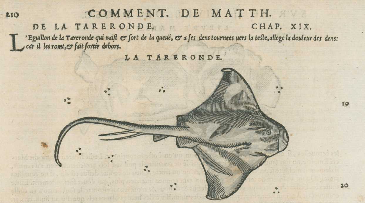 Matthioli’s Marine Zoology Set 10 - Page Suite (Lyon, 1572) - Lumenrare Antique Prints & Maps