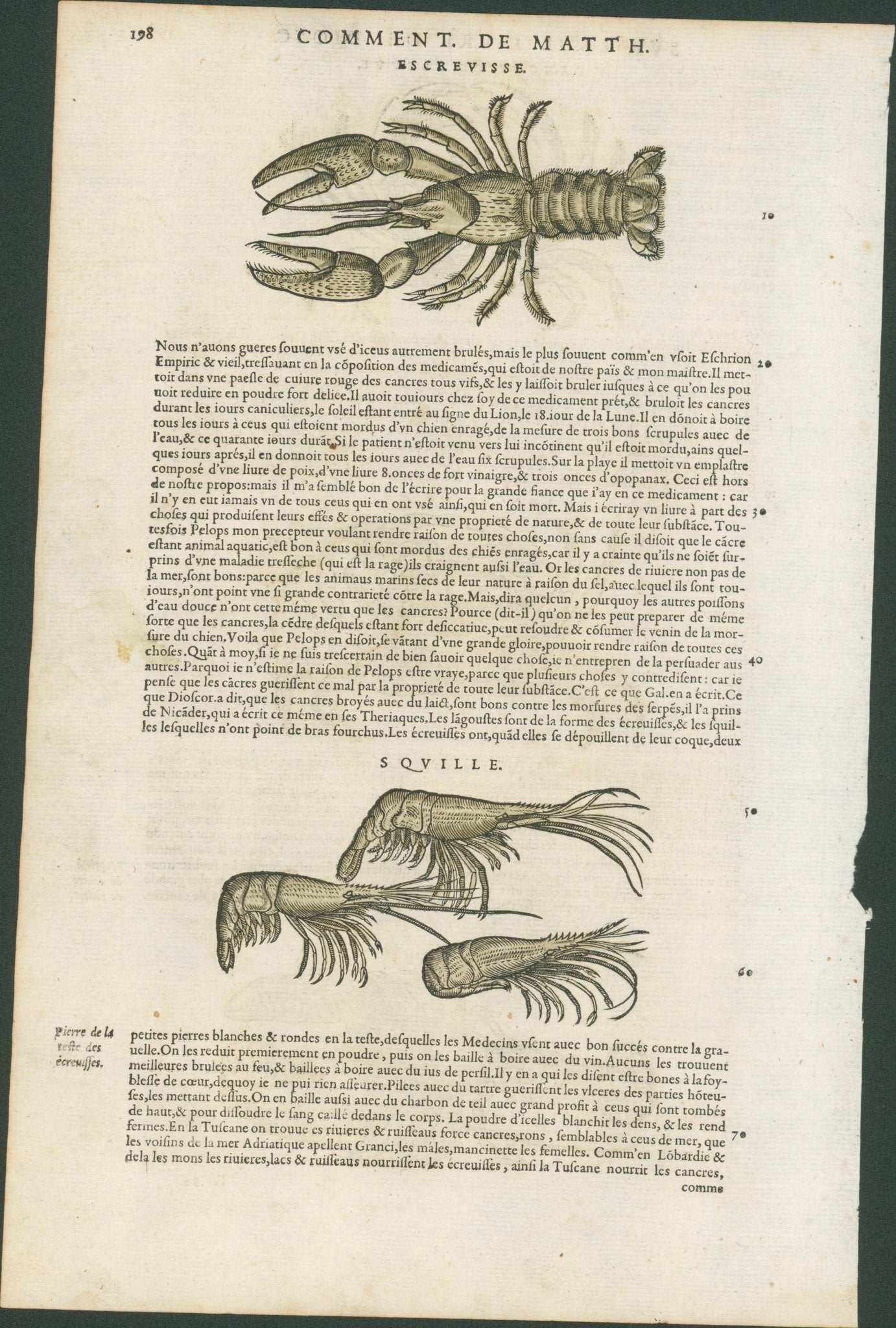 Matthioli’s Marine Zoology Set 10 - Page Suite (Lyon, 1572) - Lumenrare Antique Prints & Maps
