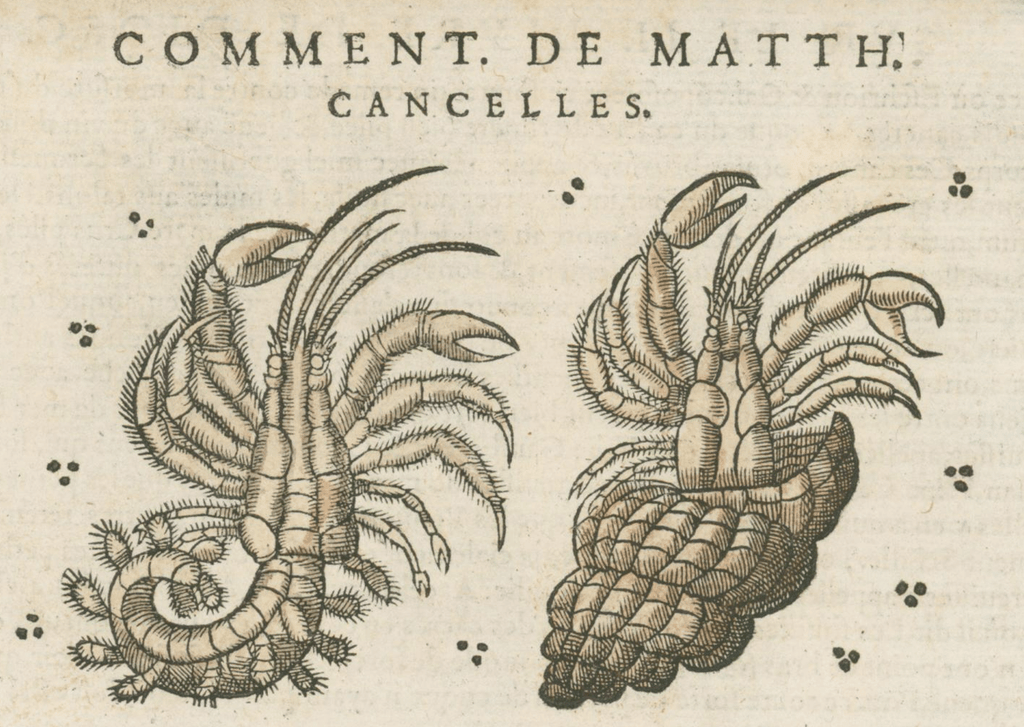 Matthioli’s Marine Zoology Set 10 - Page Suite (Lyon, 1572) - Lumenrare Antique Prints & Maps