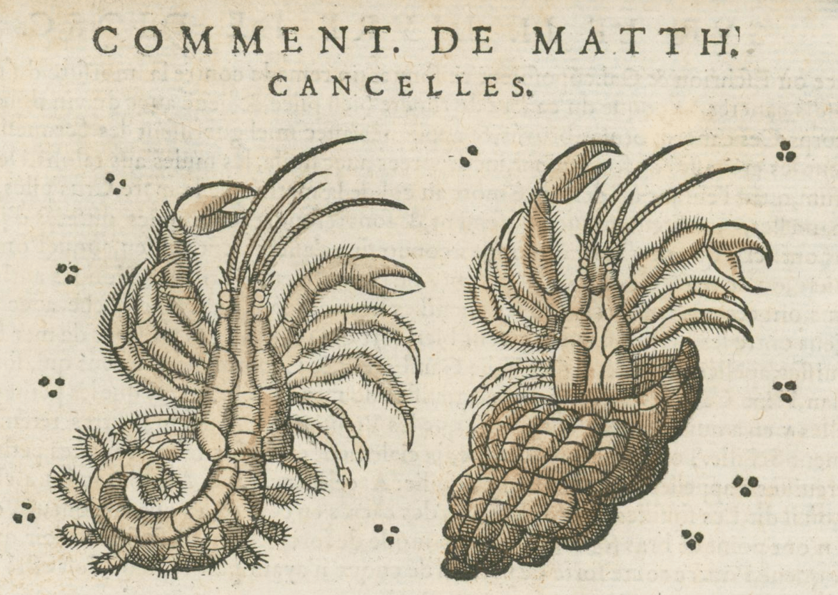 Matthioli’s Marine Zoology Set 10 - Page Suite (Lyon, 1572) - Lumenrare Antique Prints & Maps