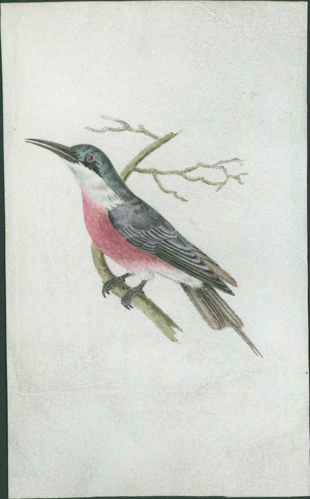 Purple - Throated Flycatcher - Shaw & Nodder 1792 - Lumenrare Antique Prints & Maps