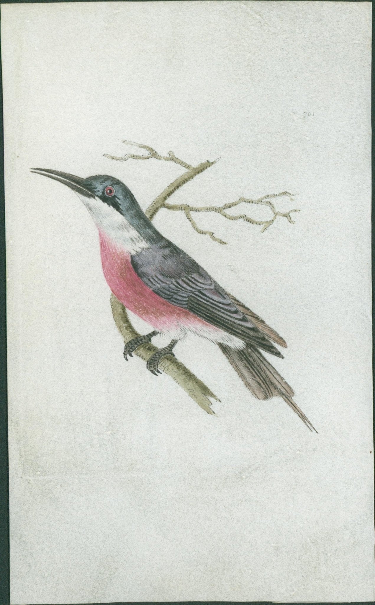 Purple - Throated Flycatcher - Shaw & Nodder 1792 - Lumenrare Antique Prints & Maps