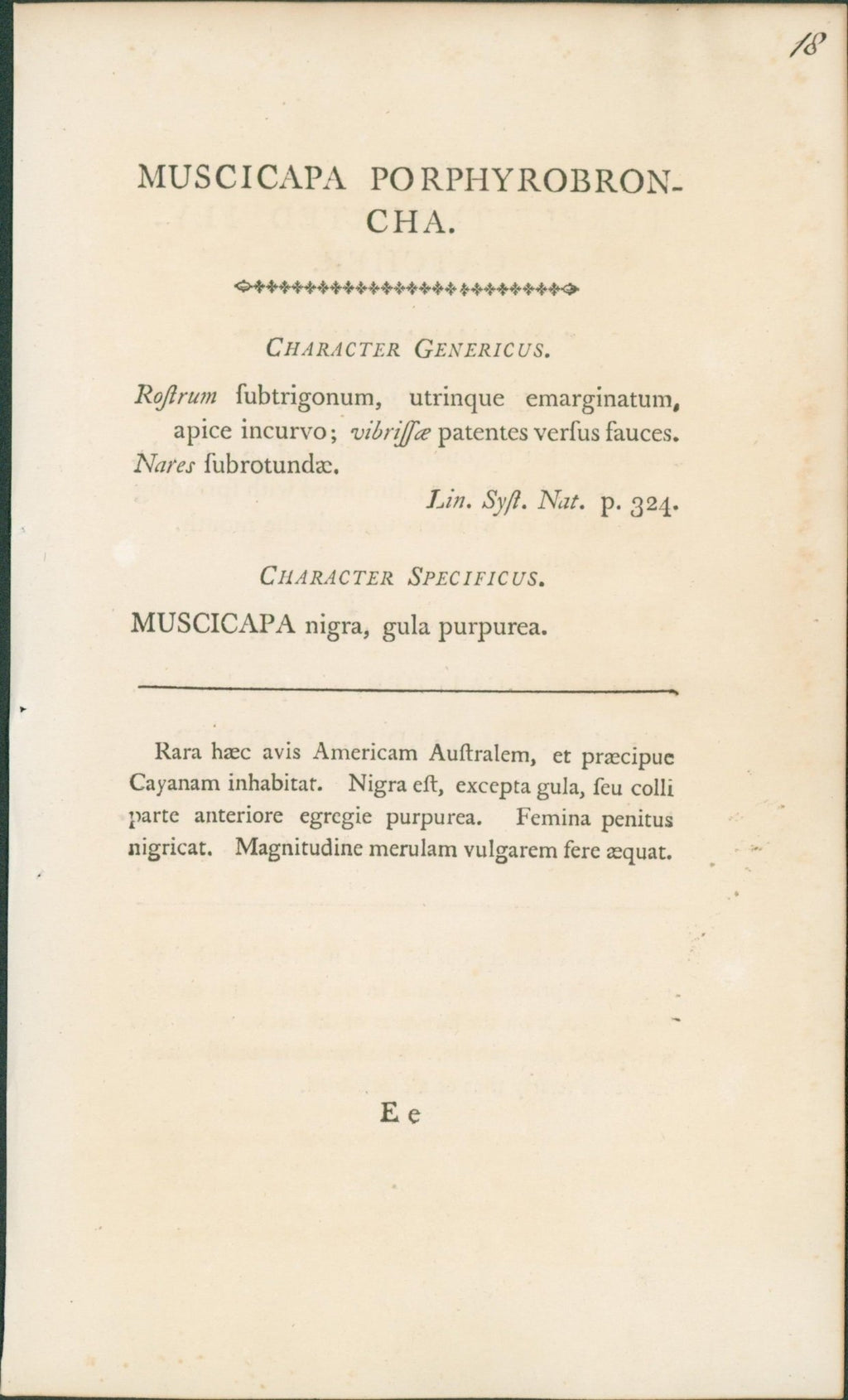 Purple - Throated Flycatcher - Shaw & Nodder 1792 - Lumenrare Antique Prints & Maps