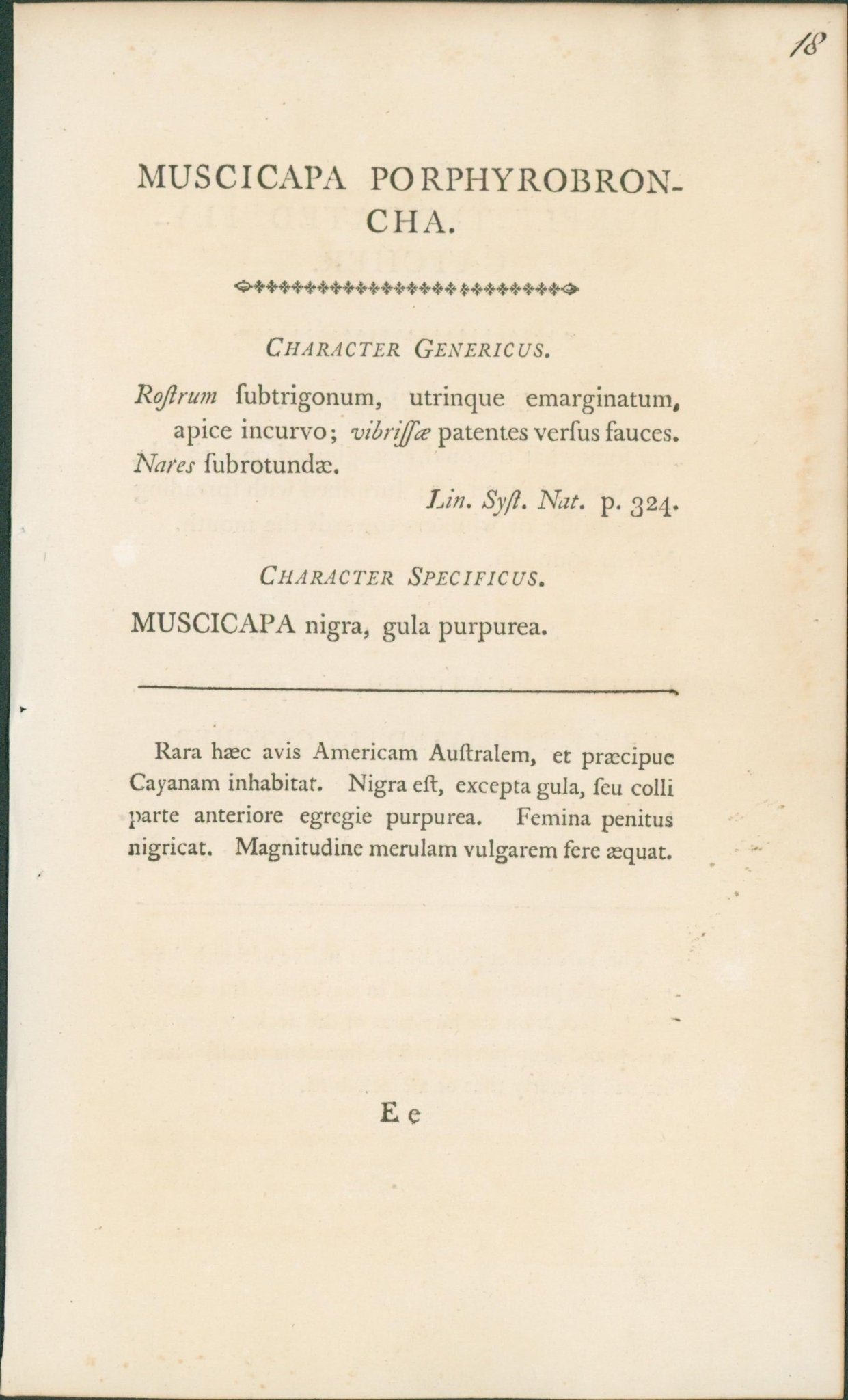 Purple - Throated Flycatcher - Shaw & Nodder 1792 - Lumenrare Antique Prints & Maps