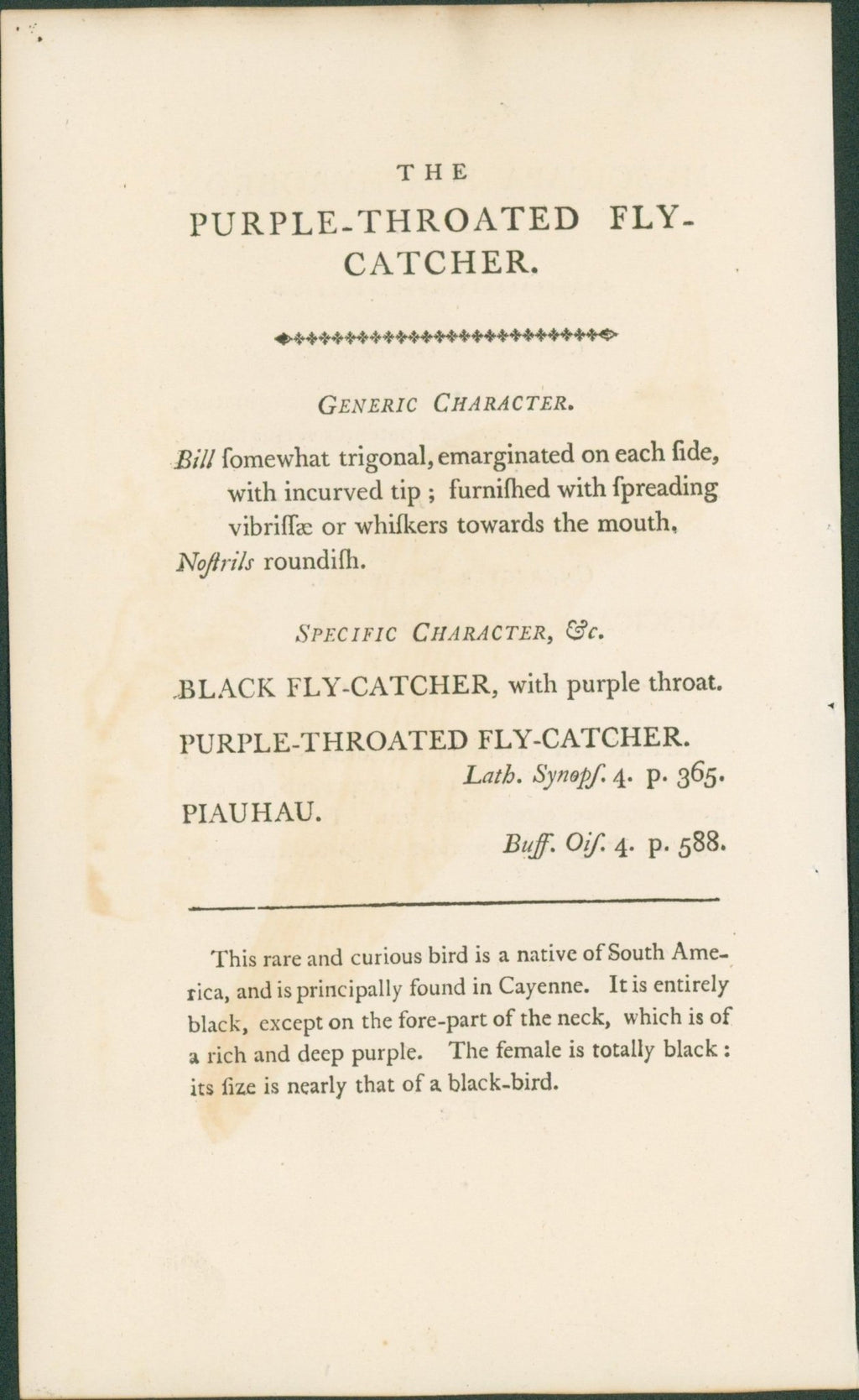 Purple - Throated Flycatcher - Shaw & Nodder 1792 - Lumenrare Antique Prints & Maps