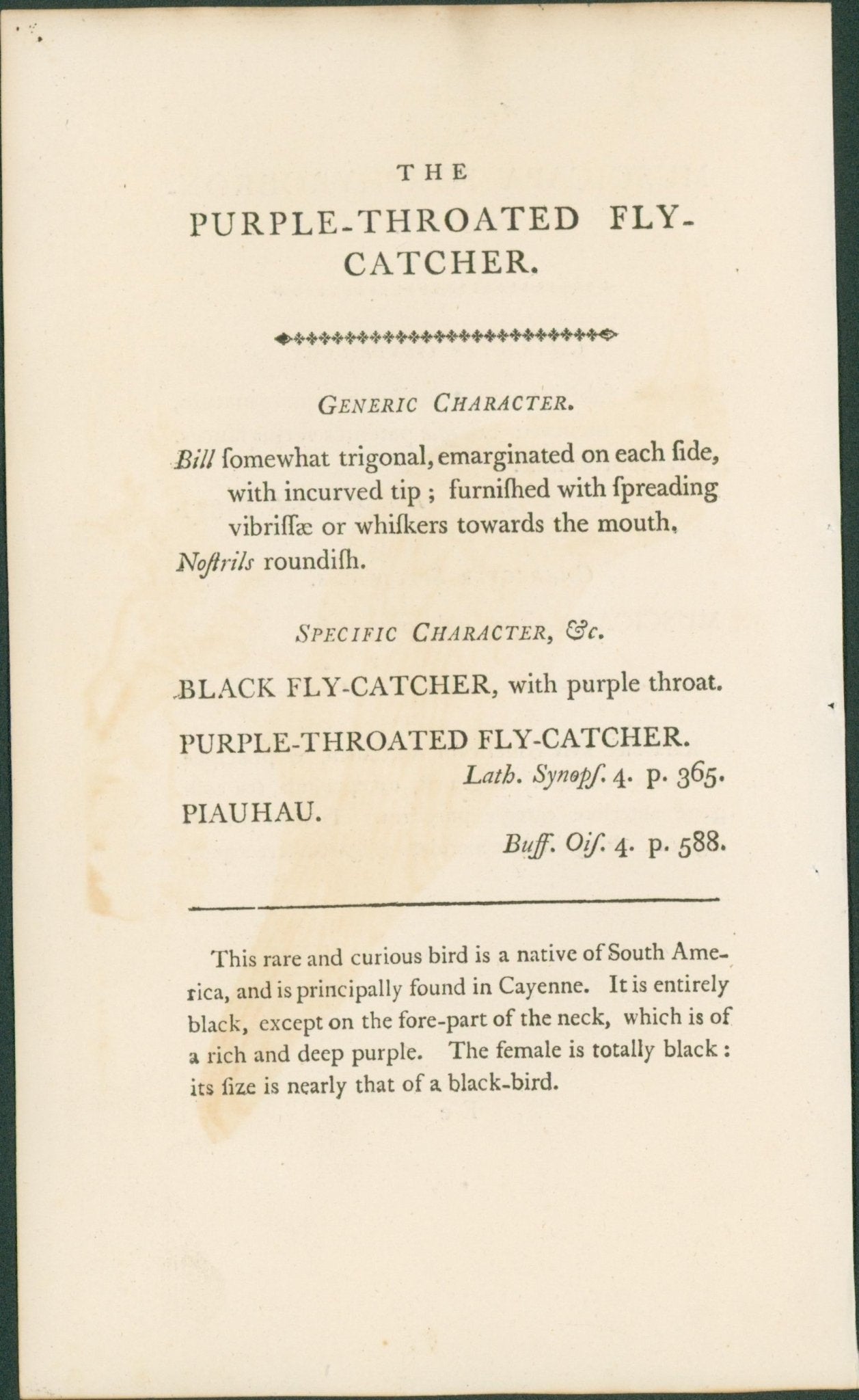 Purple - Throated Flycatcher - Shaw & Nodder 1792 - Lumenrare Antique Prints & Maps