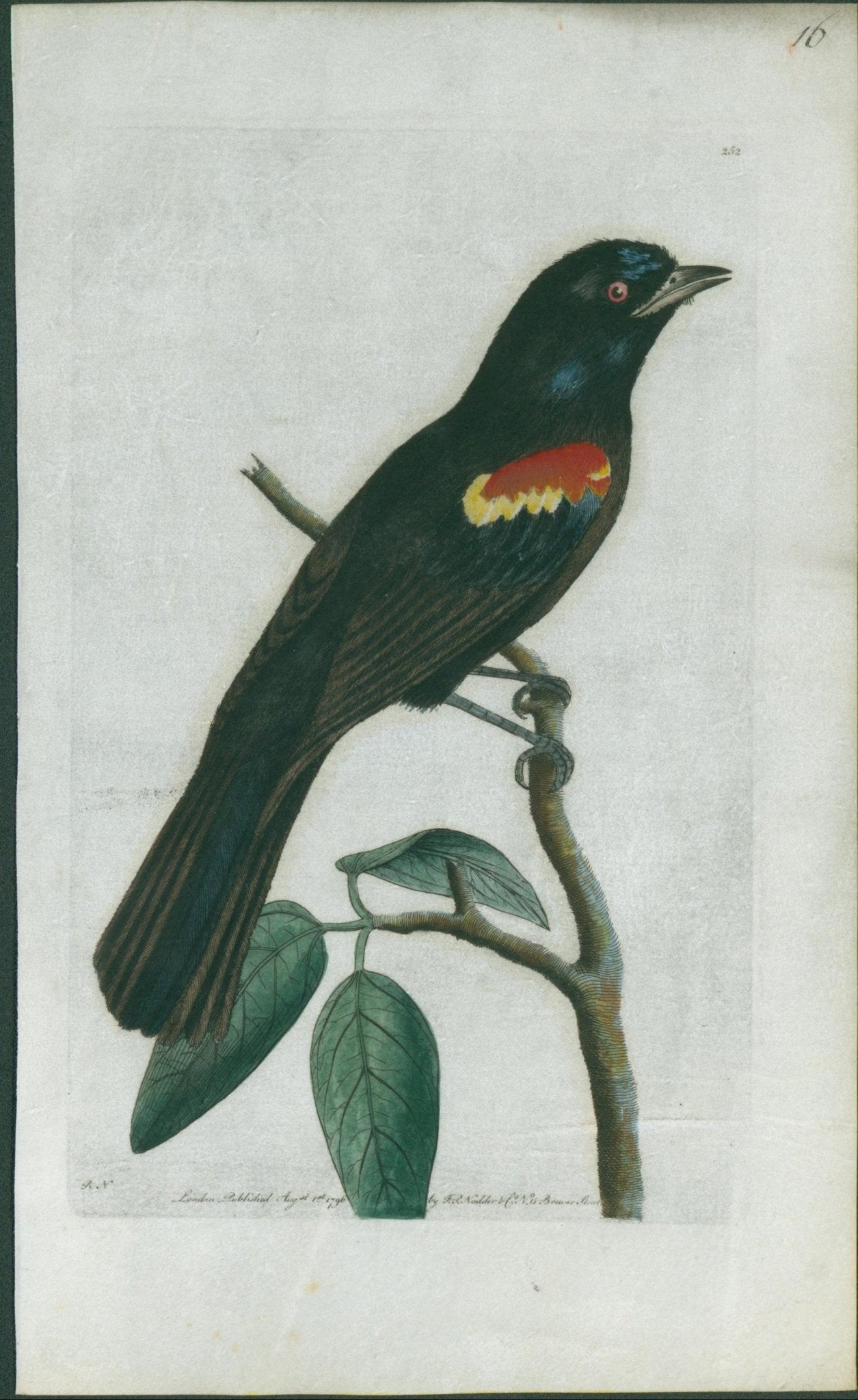 Red Shouldered Tanager - Shaw & Nodder - 1793 - Lumenrare Antique Prints & Maps