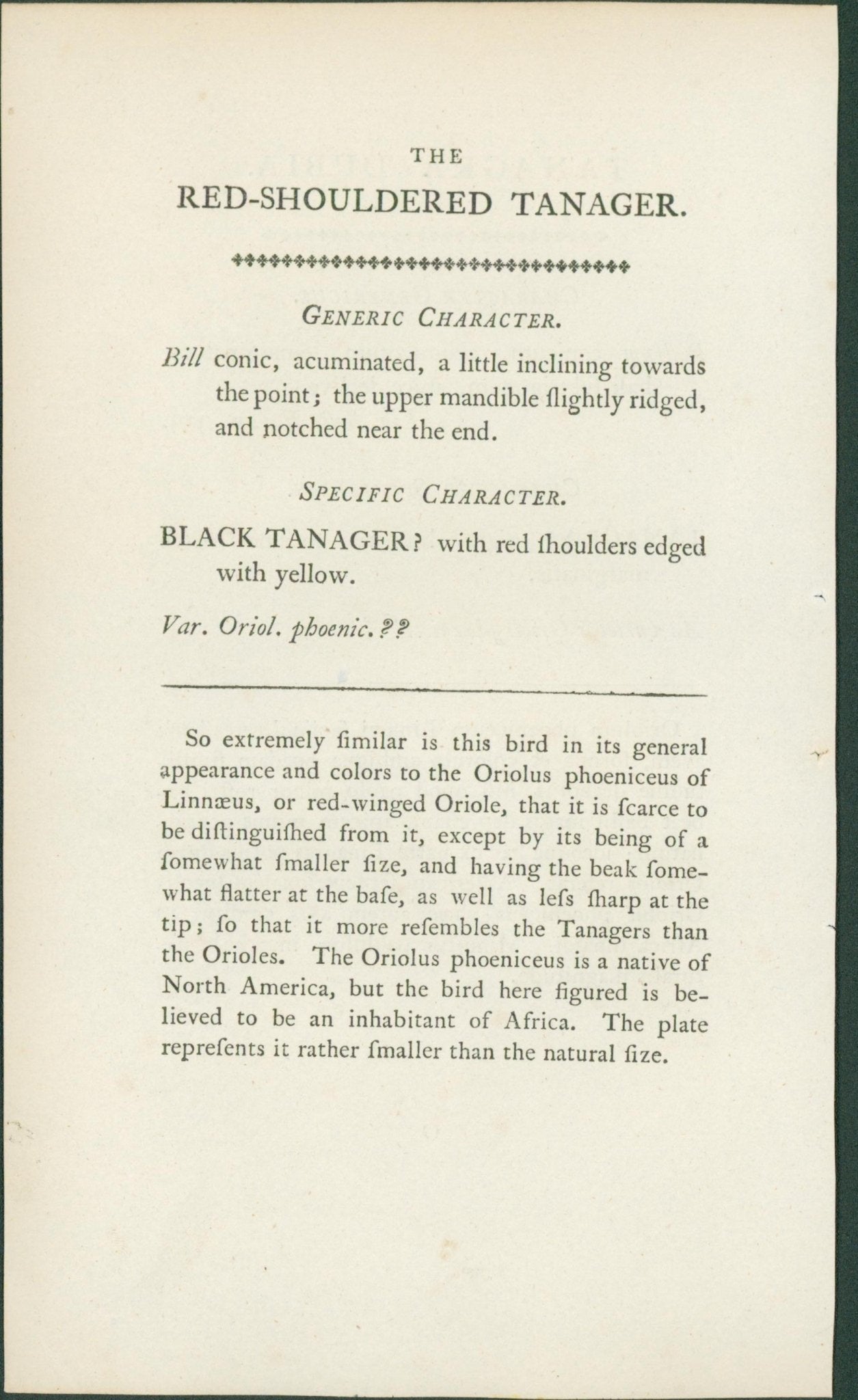 Red Shouldered Tanager - Shaw & Nodder - 1793 - Lumenrare Antique Prints & Maps