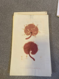 Shaw & Nodder — Marine Invertebrates Suite of Four Plates on Vellum, Naturalist's Miscellany, 1789 - 1798 - Lumenrare Antique Prints & Maps
