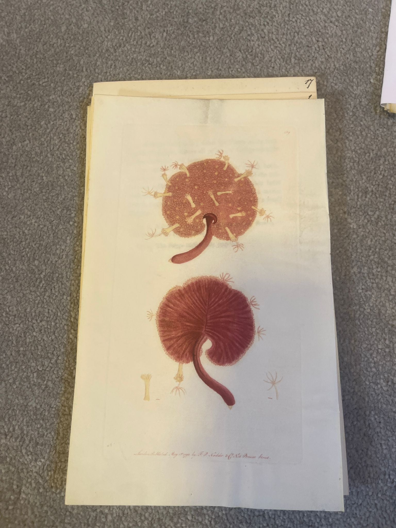 Shaw & Nodder — Marine Invertebrates Suite of Four Plates on Vellum, Naturalist's Miscellany, 1789 - 1798 - Lumenrare Antique Prints & Maps
