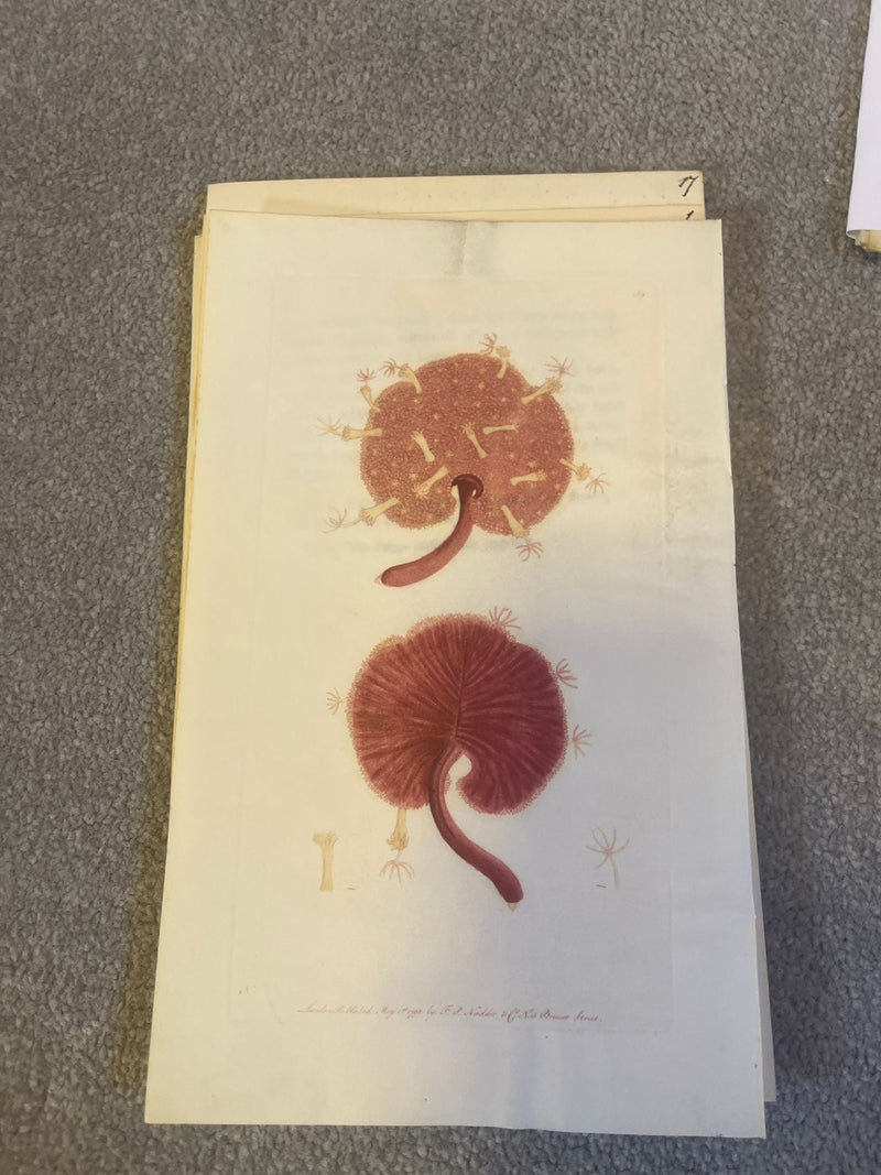 Shaw & Nodder — Marine Invertebrates Suite of Four Plates on Vellum, Naturalist's Miscellany, 1789 - 1798 - Lumenrare Antique Prints & Maps