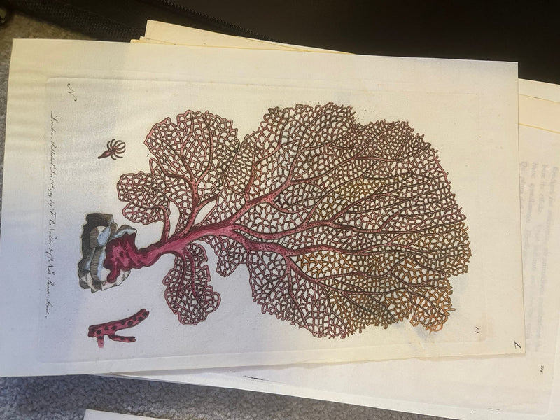 Shaw & Nodder — Marine Invertebrates Suite of Four Plates on Vellum, Naturalist's Miscellany, 1789 - 1798 - Lumenrare Antique Prints & Maps