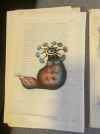 Shaw & Nodder — Marine Invertebrates Suite of Four Plates on Vellum, Naturalist's Miscellany, 1789 - 1798 - Lumenrare Antique Prints & Maps