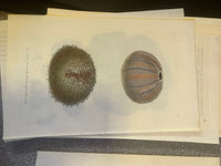 Shaw & Nodder — Marine Invertebrates Suite of Four Plates on Vellum, Naturalist's Miscellany, 1789 - 1798 - Lumenrare Antique Prints & Maps