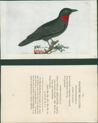 Shaw & Nodder — V Rare Vellum Birds Suite of Three Plates, Naturalist's Miscellany, c.1791 - 1799 - Lumenrare Antique Prints & Maps