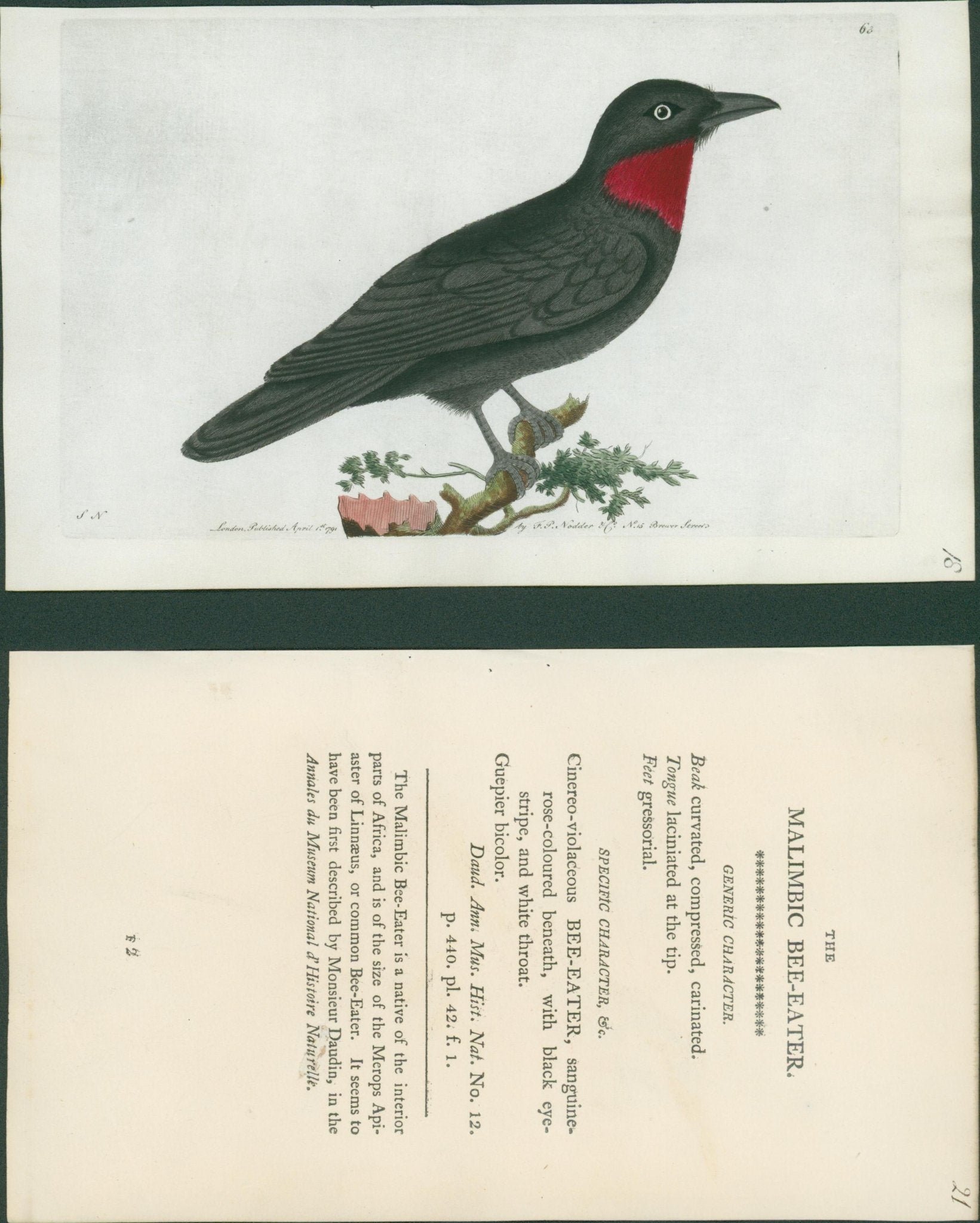 Shaw & Nodder — V Rare Vellum Birds Suite of Three Plates, Naturalist's Miscellany, c.1791 - 1799 - Lumenrare Antique Prints & Maps