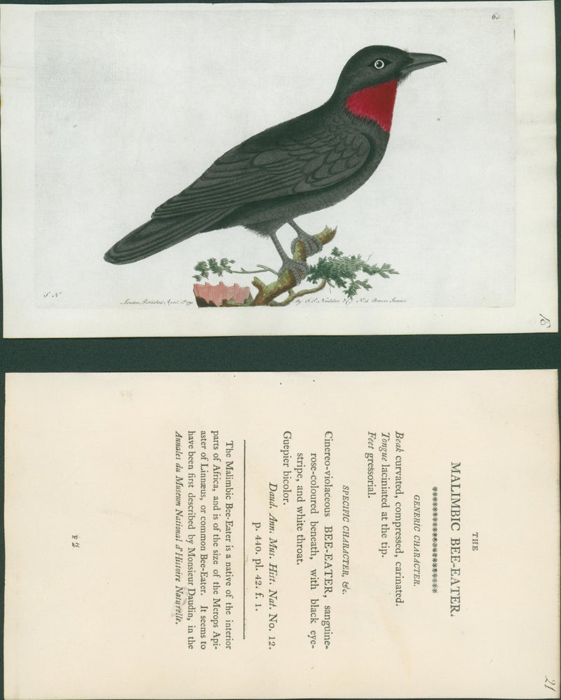 Shaw & Nodder — V Rare Vellum Birds Suite of Three Plates, Naturalist's Miscellany, c.1791 - 1799 - Lumenrare Antique Prints & Maps