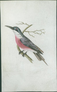 Shaw & Nodder — V Rare Vellum Birds Suite of Three Plates, Naturalist's Miscellany, c.1791 - 1799 - Lumenrare Antique Prints & Maps