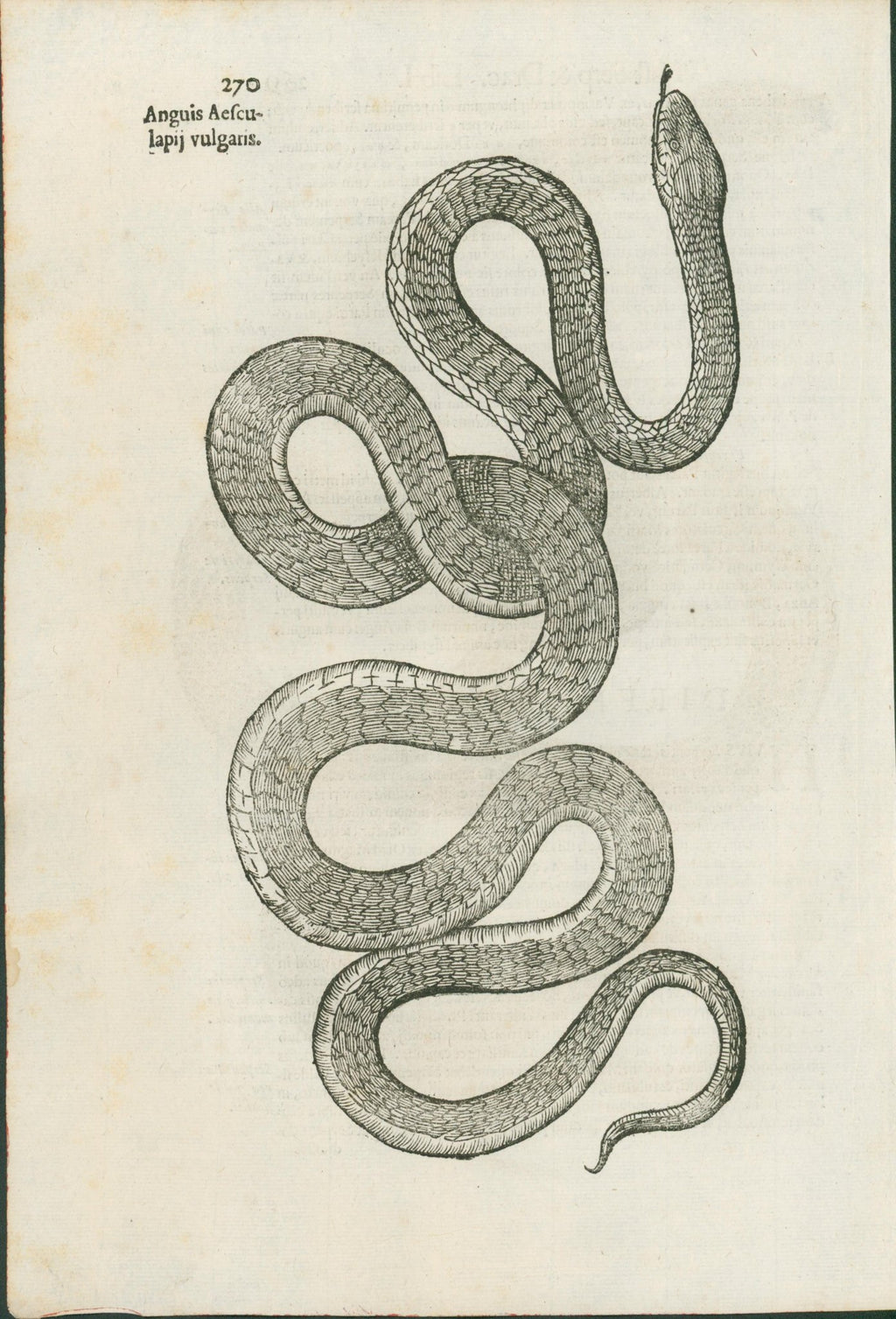 Ulysses Aldrovandi’s Serpentum et Draconum Historiae (Bologna, 1640) - Lumenrare Antique Prints & Maps