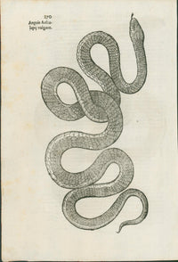 Ulysses Aldrovandi’s Serpentum et Draconum Historiae (Bologna, 1640) - Lumenrare Antique Prints & Maps