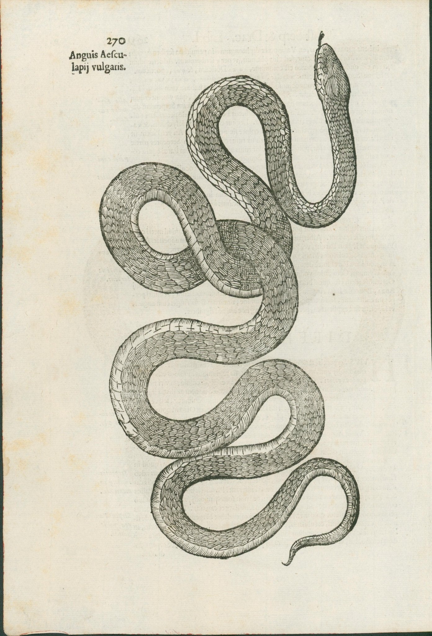 Ulysses Aldrovandi’s Serpentum et Draconum Historiae (Bologna, 1640) - Lumenrare Antique Prints & Maps