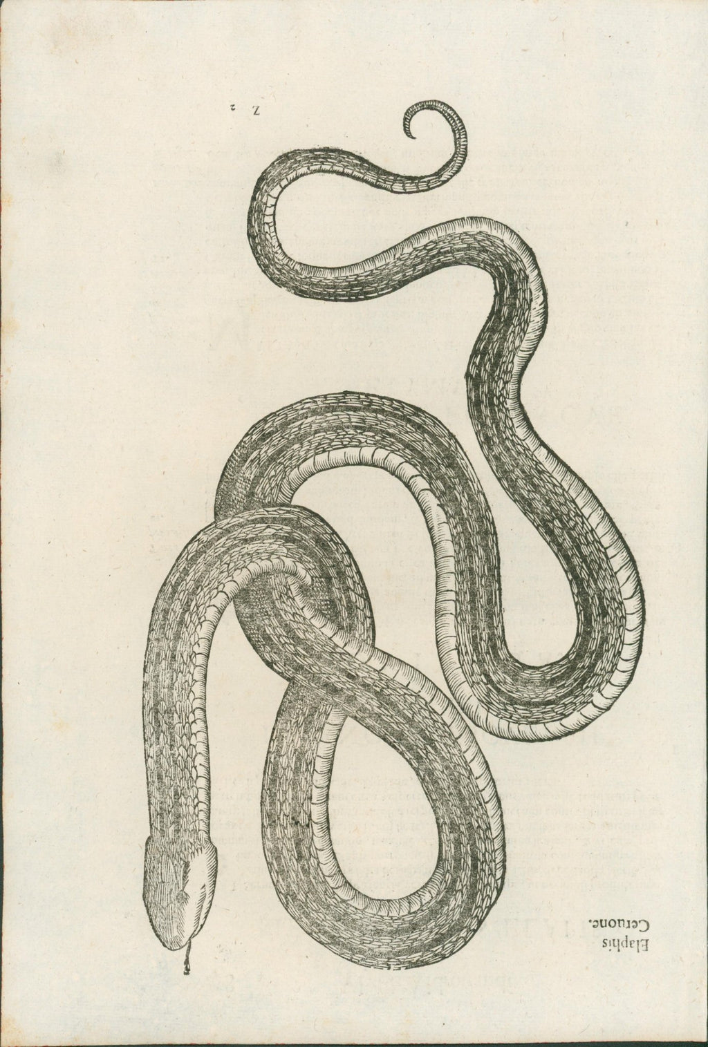 Ulysses Aldrovandi’s Serpentum et Draconum Historiae (Bologna, 1640) - Lumenrare Antique Prints & Maps