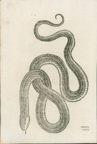 Ulysses Aldrovandi’s Serpentum et Draconum Historiae (Bologna, 1640) - Lumenrare Antique Prints & Maps