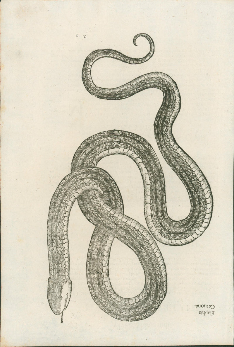 Ulysses Aldrovandi’s Serpentum et Draconum Historiae (Bologna, 1640) - Lumenrare Antique Prints & Maps