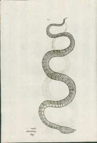 Ulysses Aldrovandi’s Serpentum et Draconum Historiae (Bologna, 1640) - Lumenrare Antique Prints & Maps