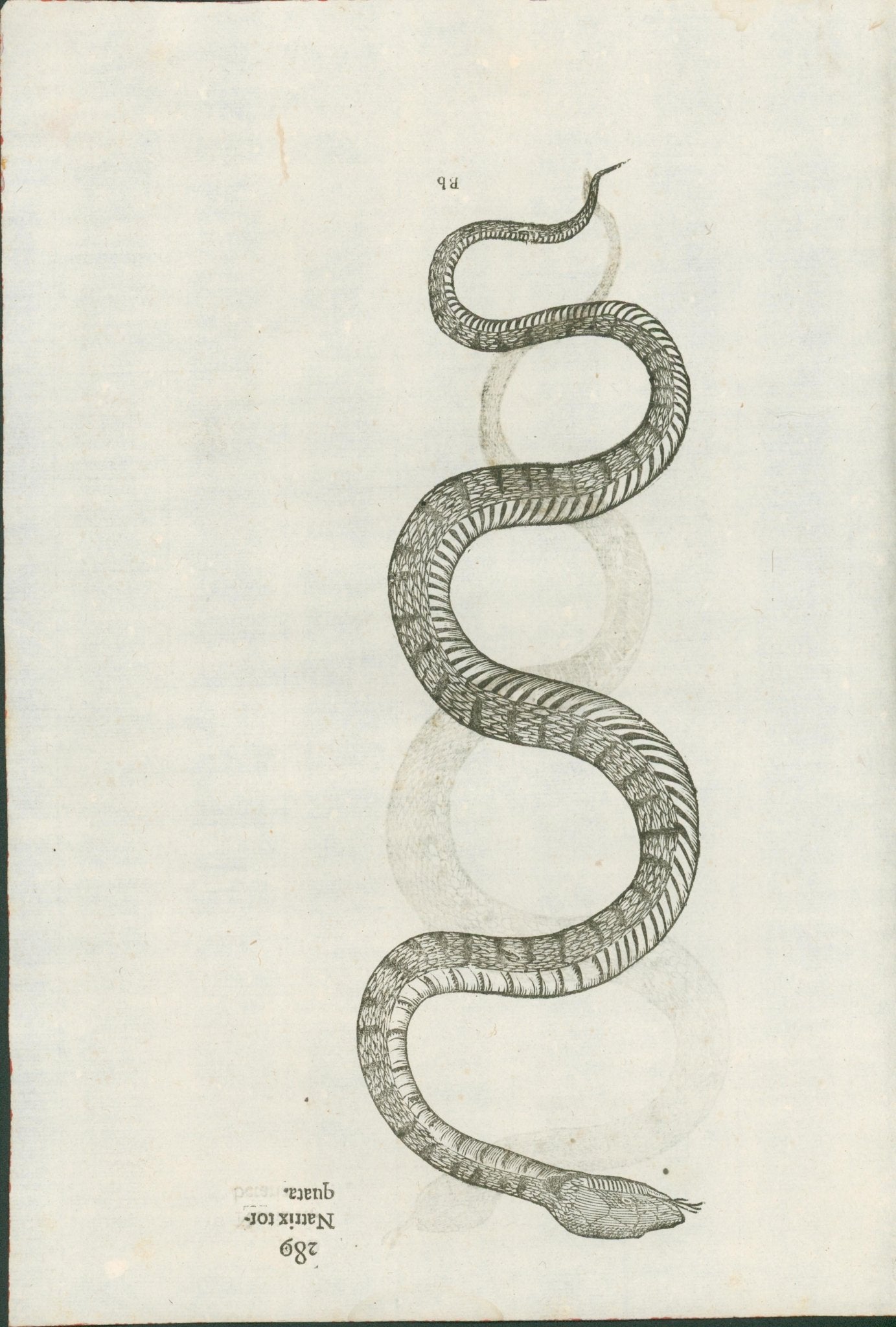 Ulysses Aldrovandi’s Serpentum et Draconum Historiae (Bologna, 1640) - Lumenrare Antique Prints & Maps