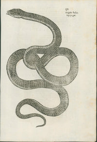Ulysses Aldrovandi’s Serpentum et Draconum Historiae (Bologna, 1640) - Lumenrare Antique Prints & Maps