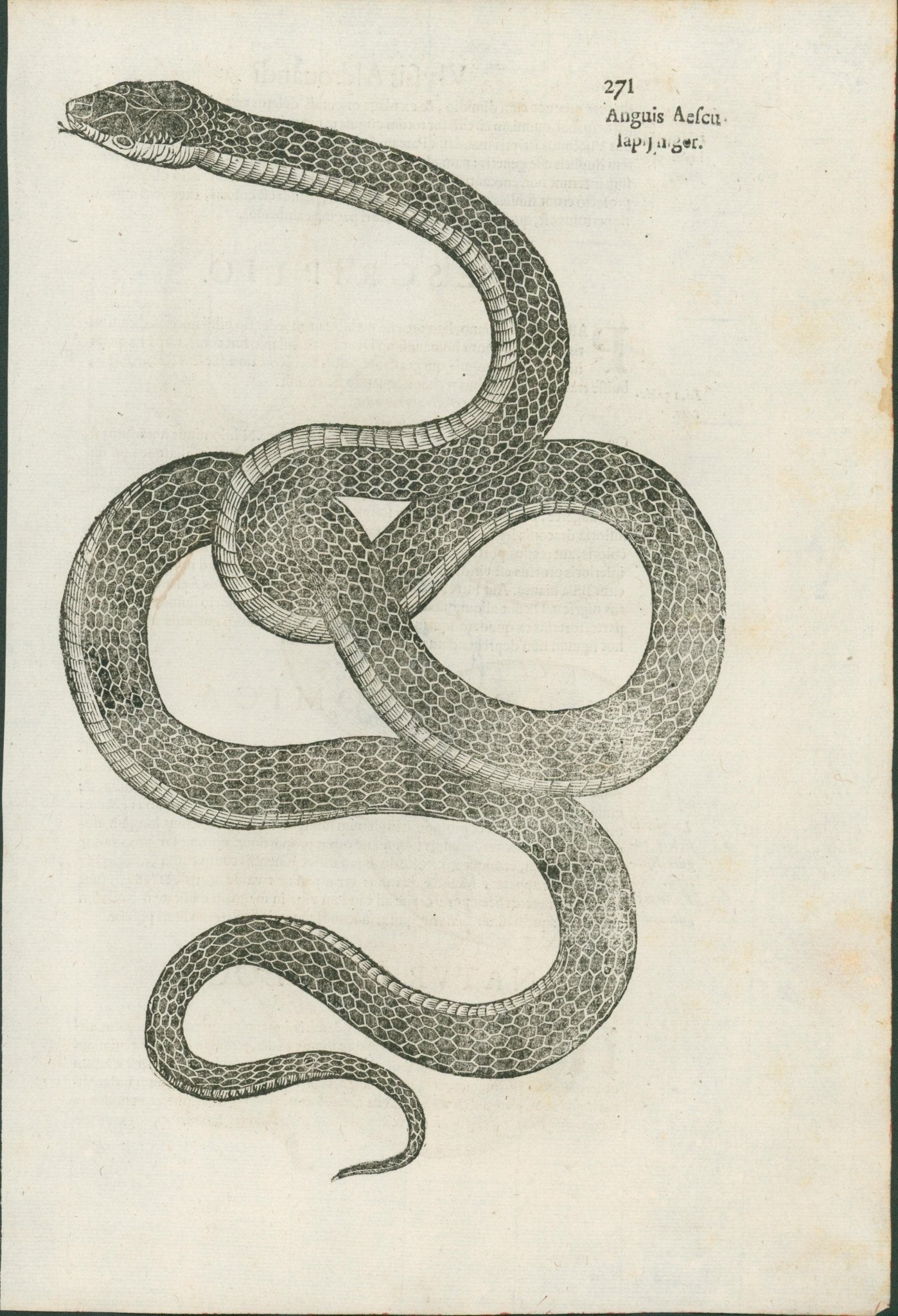 Ulysses Aldrovandi’s Serpentum et Draconum Historiae (Bologna, 1640) - Lumenrare Antique Prints & Maps