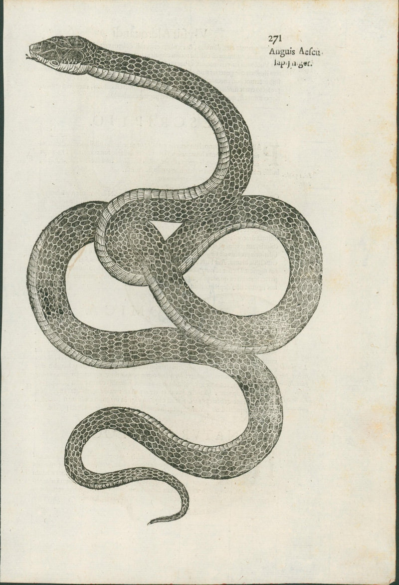Ulysses Aldrovandi’s Serpentum et Draconum Historiae (Bologna, 1640) - Lumenrare Antique Prints & Maps