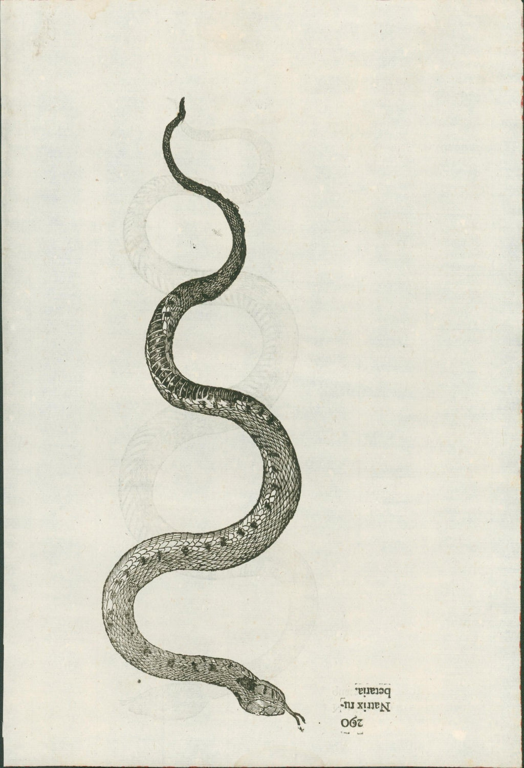 Ulysses Aldrovandi’s Serpentum et Draconum Historiae (Bologna, 1640) - Lumenrare Antique Prints & Maps