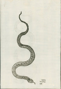 Ulysses Aldrovandi’s Serpentum et Draconum Historiae (Bologna, 1640) - Lumenrare Antique Prints & Maps