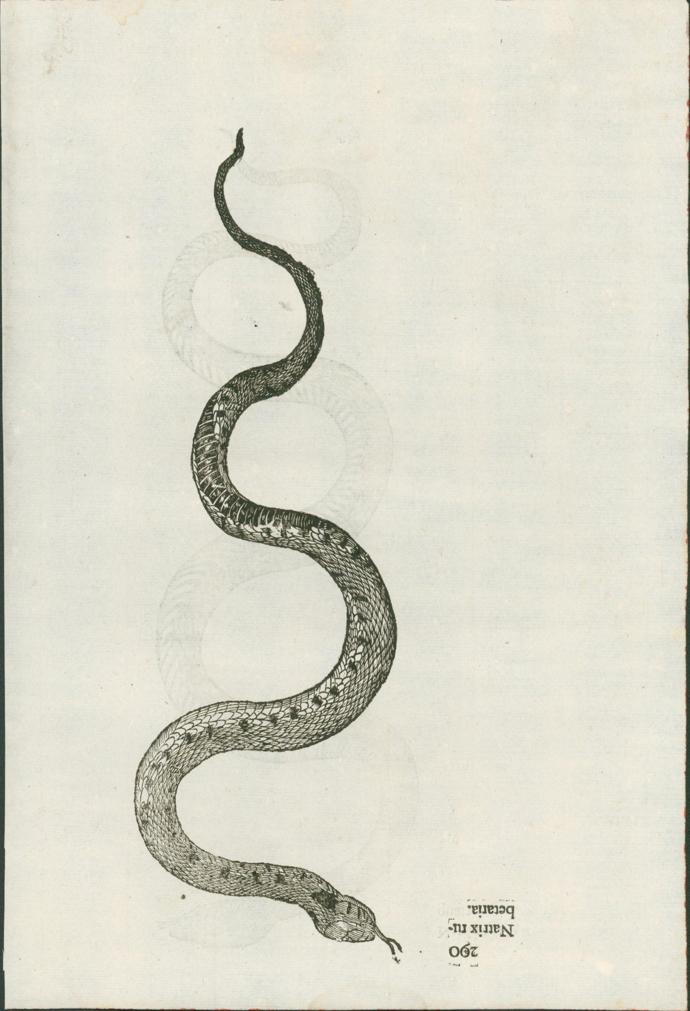 Ulysses Aldrovandi’s Serpentum et Draconum Historiae (Bologna, 1640) - Lumenrare Antique Prints & Maps