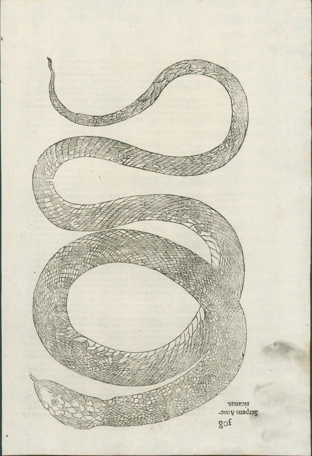 Ulysses Aldrovandi’s Serpentum et Draconum Historiae (Bologna, 1640) - Lumenrare Antique Prints & Maps