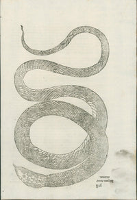 Ulysses Aldrovandi’s Serpentum et Draconum Historiae (Bologna, 1640) - Lumenrare Antique Prints & Maps