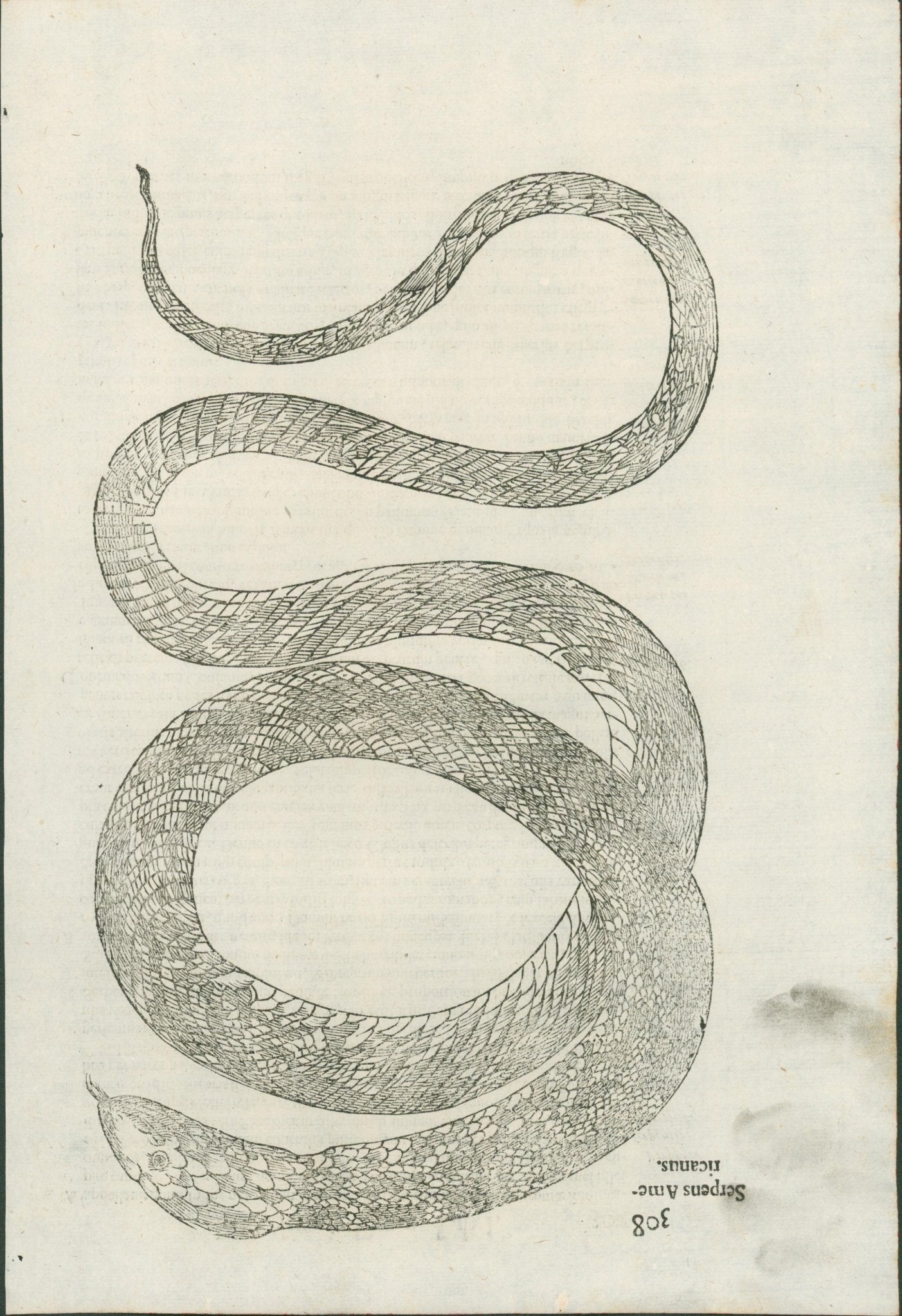 Ulysses Aldrovandi’s Serpentum et Draconum Historiae (Bologna, 1640) - Lumenrare Antique Prints & Maps