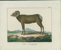 Wolf & Bock — Six Quadruped Engravings (Llama, Antelope, Tapir, Hyena and others), Nuremberg 1818 - 1822 - Lumenrare Antique Prints & Maps