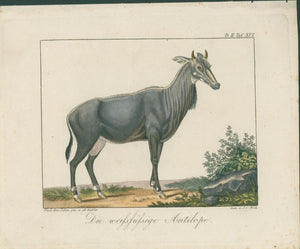 Wolf & Bock — Six Quadruped Engravings (Llama, Antelope, Tapir, Hyena and others), Nuremberg 1818-1822