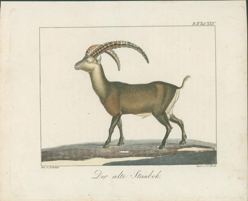 Wolf & Bock — Six Quadruped Engravings (Llama, Antelope, Tapir, Hyena and others), Nuremberg 1818 - 1822 - Lumenrare Antique Prints & Maps