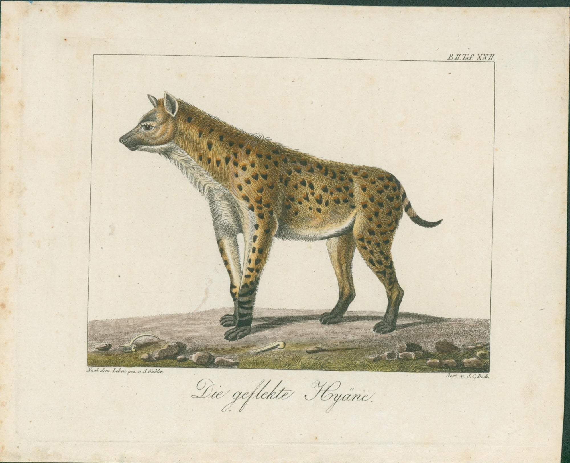 Wolf & Bock — Six Quadruped Engravings (Llama, Antelope, Tapir, Hyena and others), Nuremberg 1818 - 1822 - Lumenrare Antique Prints & Maps