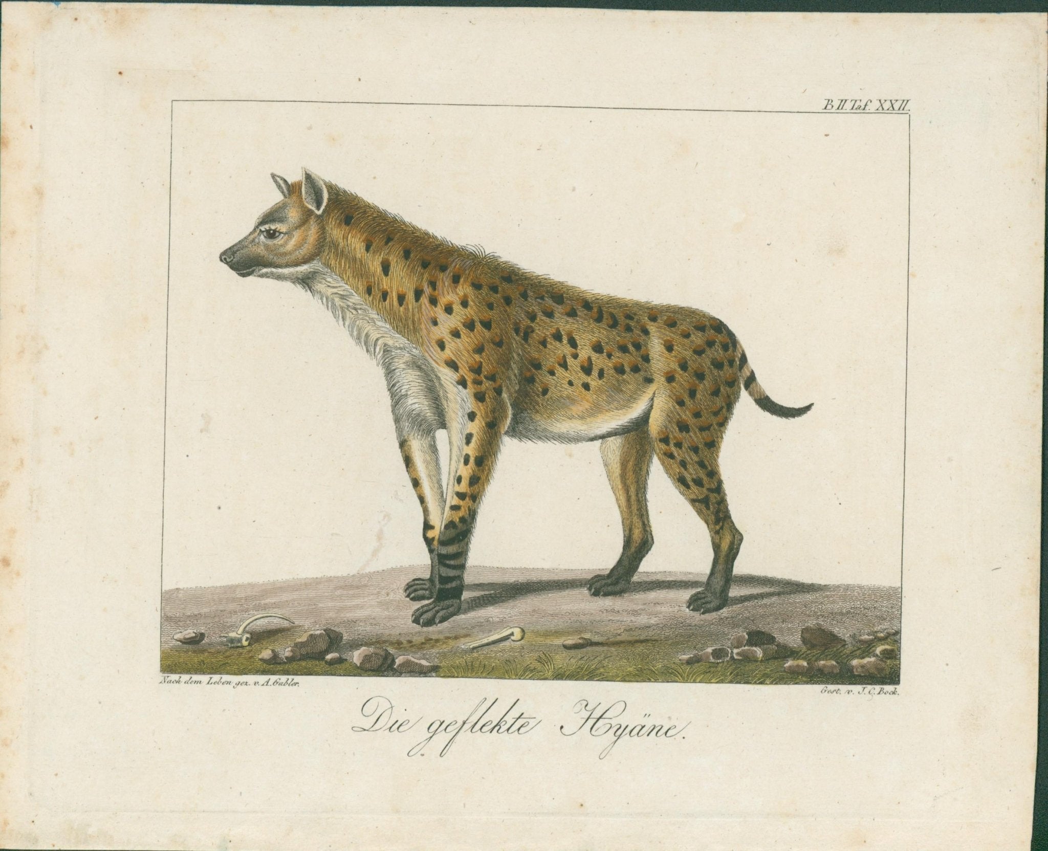 Wolf & Bock — Six Quadruped Engravings (Llama, Antelope, Tapir, Hyena and others), Nuremberg 1818 - 1822 - Lumenrare Antique Prints & Maps